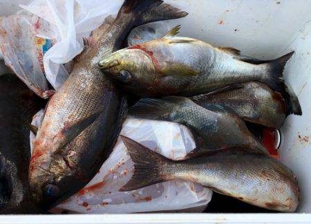 鵜来島家本渡船 釣果