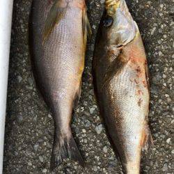 鵜来島家本渡船 釣果