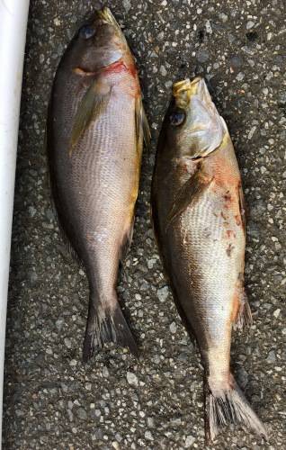 鵜来島家本渡船 釣果