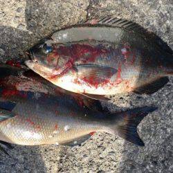 鵜来島家本渡船 釣果