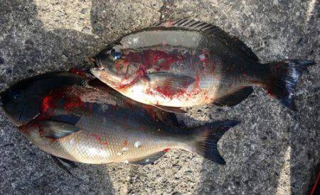 鵜来島家本渡船 釣果