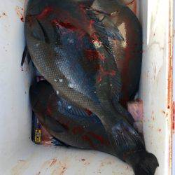 鵜来島家本渡船 釣果