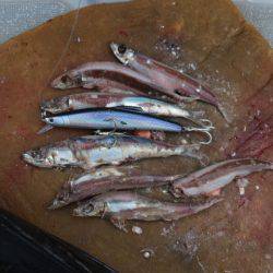 へいみつ丸 釣果