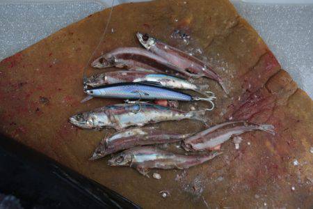 へいみつ丸 釣果