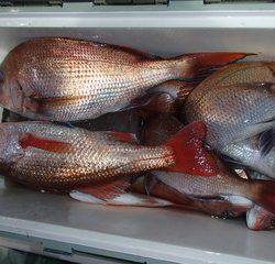 第二むつ漁丸 釣果