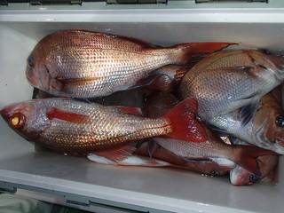 第二むつ漁丸 釣果