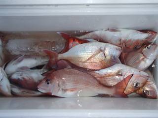 第二むつ漁丸 釣果