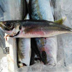 第二大福丸 釣果