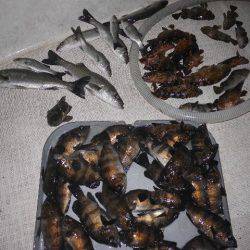 TOPGUN名古屋 釣果