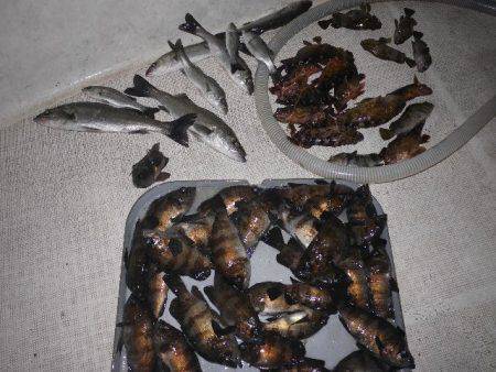 TOPGUN名古屋 釣果