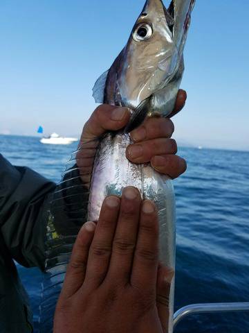 遊漁船　ニライカナイ 釣果