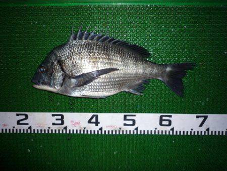 海山フィッシングセンター 釣果