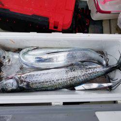 遊漁船 ニライカナイ 釣果