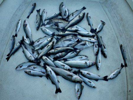 TOPGUN名古屋 釣果