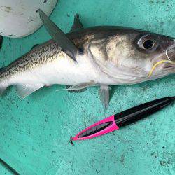 広進丸 釣果