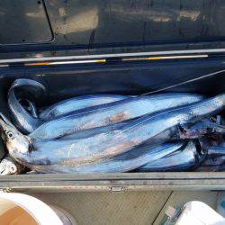 遊漁船 ニライカナイ 釣果