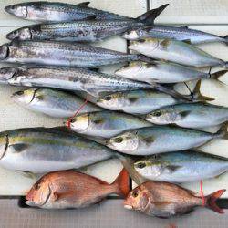 ミタチ丸 釣果