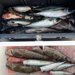 気仙沼 つり丸 釣果