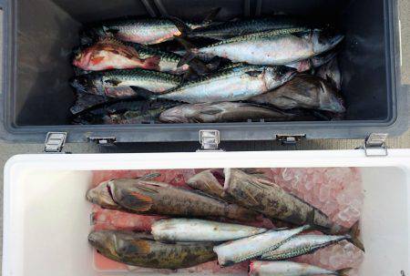 気仙沼　つり丸 釣果