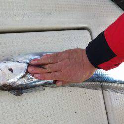 遊漁船 ニライカナイ 釣果