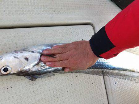 遊漁船 ニライカナイ 釣果