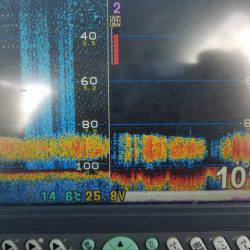 遊漁船 ニライカナイ 釣果