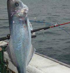 松福丸 釣果