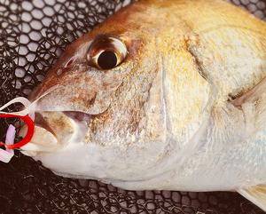 YELLOW-TAIL　イエローテール 釣…