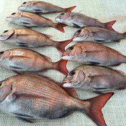 ミタチ丸 釣果