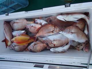 第二むつ漁丸 釣果