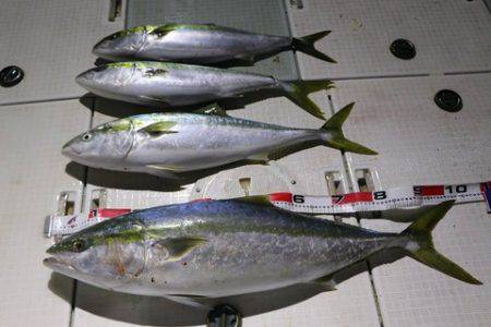 スカイマリン 釣果