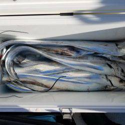 遊漁船 ニライカナイ 釣果