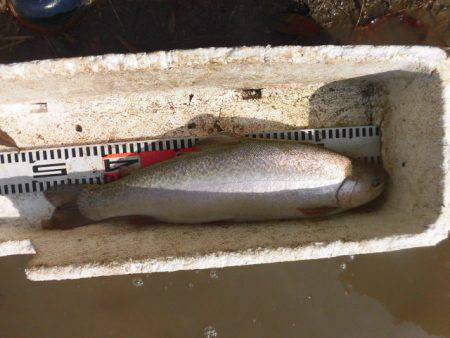 OLAHO　FISHING SPOT 釣果…