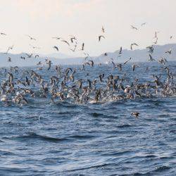 へいみつ丸 釣果