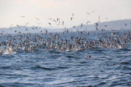 へいみつ丸 釣果