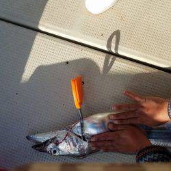 遊漁船 ニライカナイ 釣果