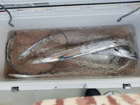 遊漁船　ニライカナイ 釣果