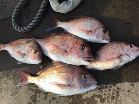 さとみ丸 釣果