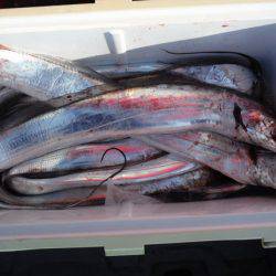 遊漁船 遊友 釣果