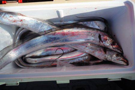 遊漁船 遊友 釣果