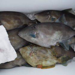 遊漁船 遊友 釣果