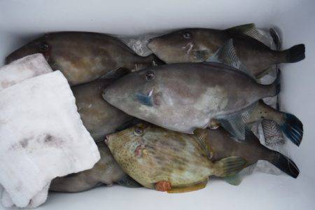 遊漁船 遊友 釣果