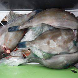 遊漁船 遊友 釣果