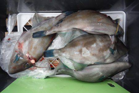 遊漁船 遊友 釣果