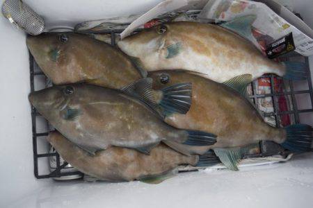 遊漁船 遊友 釣果