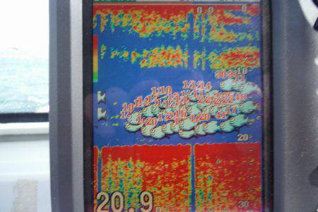 遊漁船 遊友 釣果