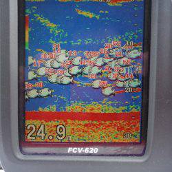 遊漁船 遊友 釣果