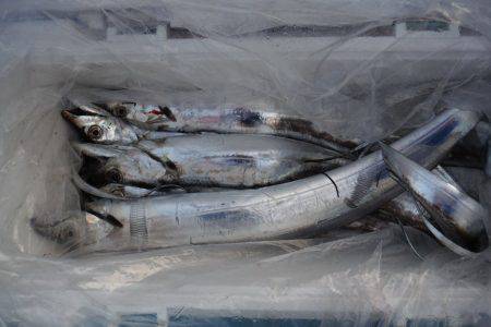 遊漁船 遊友 釣果