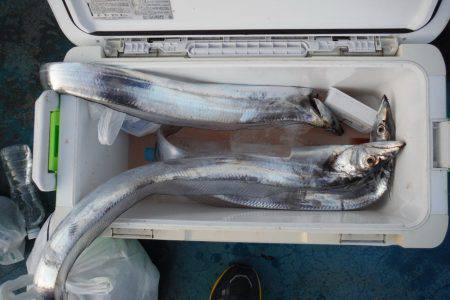 遊漁船 遊友 釣果