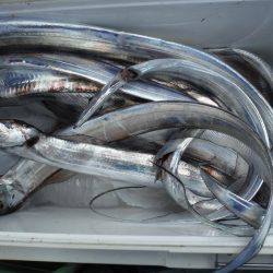 遊漁船 遊友 釣果